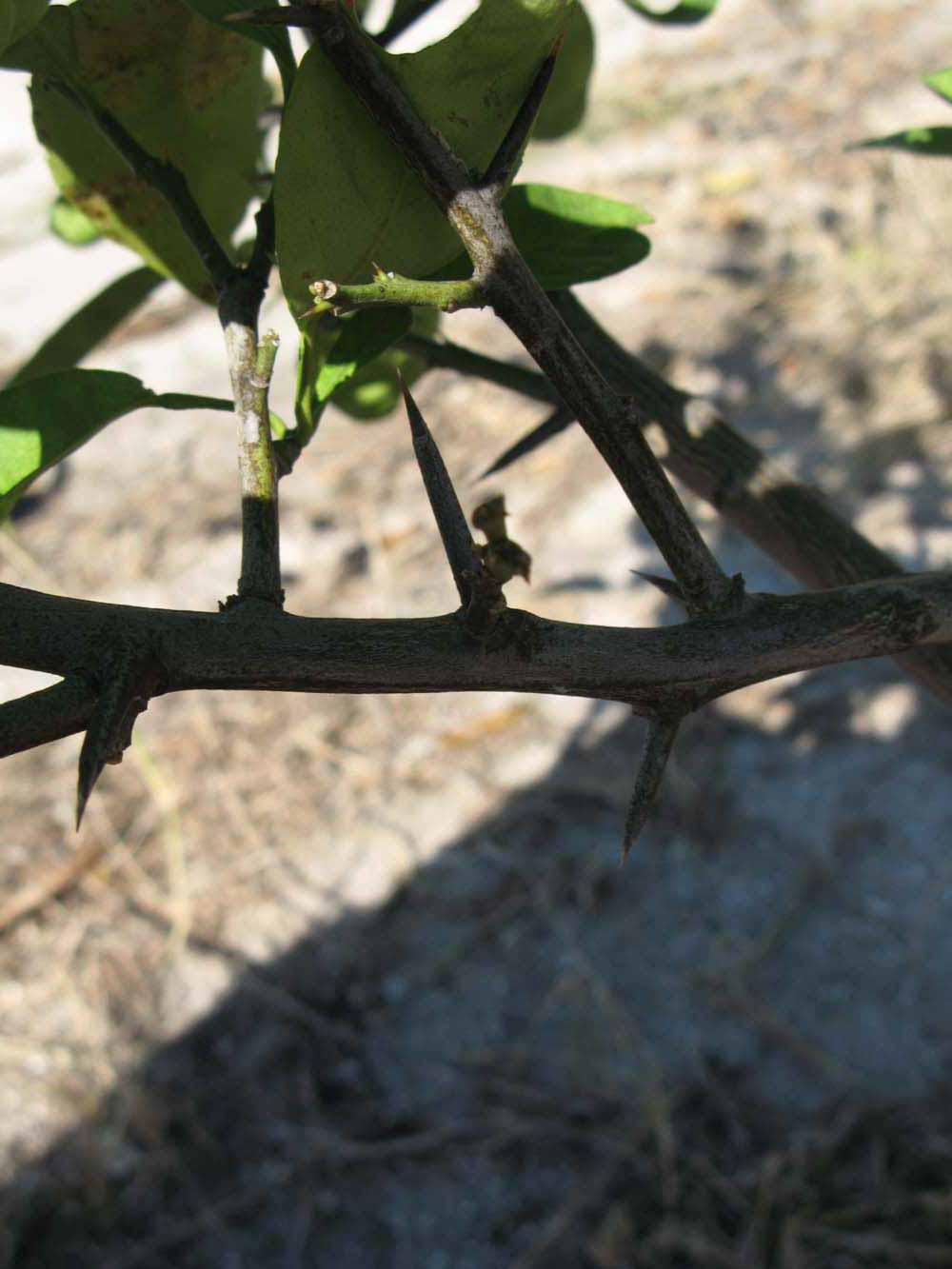              Second - third year twig (Winter Haven, FL)       